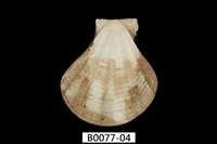 藏品(芬香海扇蛤(錢包海扇蛤))的圖片